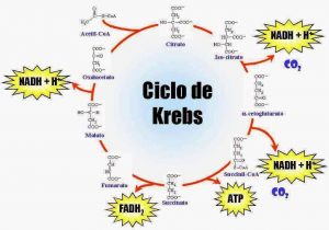 Ciclo de Krebs
