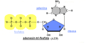 Esquema de molécula de ATP Sistemas energéticos