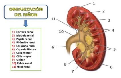 Dietas Hipocalóricas: ¿Pueden causar algún tipo de daño?