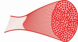 fibras musculares